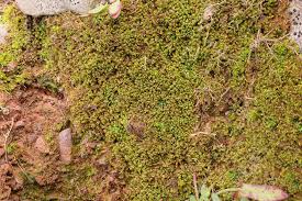 Attēlu rezultāti vaicājumam “Nardia scalaris cells”