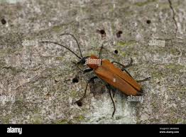 Attēlu rezultāti vaicājumam “Anogcodes melanurus”