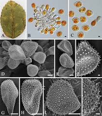 Attēlu rezultāti vaicājumam “Phragmidium sp.”