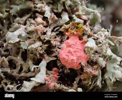 Attēlu rezultāti vaicājumam “Illosporiopsis christiansenii”