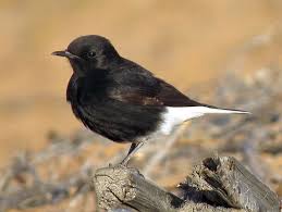 Image result for Oenanthe leucopyga