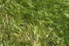 Attēlu rezultāti vaicājumam “Homomallium incurvatum”