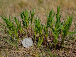Attēlu rezultāti vaicājumam “Gypsophila fastigiata bud”