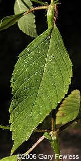 Attēlu rezultāti vaicājumam “Galeopsis tetrahit leaf”