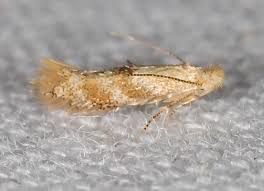 Attēlu rezultāti vaicājumam “Bucculatrix rhamniella”