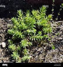 Attēlu rezultāti vaicājumam “Sedum pallidum”