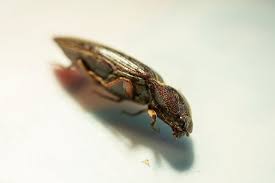 Attēlu rezultāti vaicājumam “Melanotus sp.”