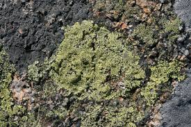 Attēlu rezultāti vaicājumam “Rhizocarpon geographicum”