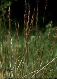 Attēlu rezultāti vaicājumam “Helictotrichon pratense”