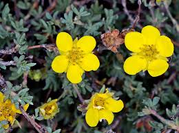 Attēlu rezultāti vaicājumam “Pentaphylloides fruticosa leaf”