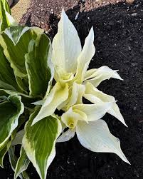 Image result for Hosta White Feather
