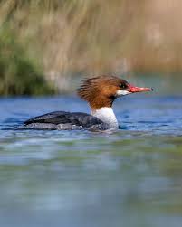 Attēlu rezultāti vaicājumam “Mergus merganser female”