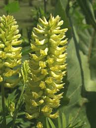 Attēlu rezultāti vaicājumam “Astragalus glycyphyllos flower”