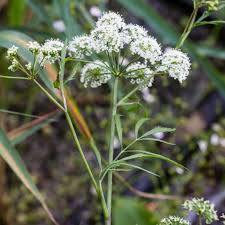 Attēlu rezultāti vaicājumam “Cicuta virosa”