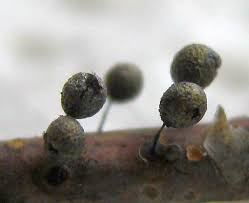 Attēlu rezultāti vaicājumam “Lamproderma pseudomaculatum macro”