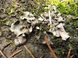 Attēlu rezultāti vaicājumam “Dermatocarpon luridum”