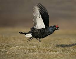 Image result for Tetrao tetrix