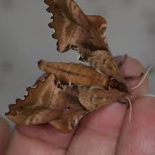 Attēlu rezultāti vaicājumam “Badhamiopsis sp.”