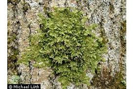 Attēlu rezultāti vaicājumam “Radula complanata”