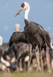 Attēlu rezultāti vaicājumam “Grus grus adult”