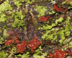 Attēlu rezultāti vaicājumam “Neonectria fuckeliana”