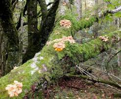 Attēlu rezultāti vaicājumam “Hypocreopsis lichenoides”