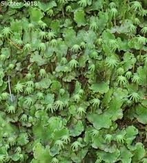 Attēlu rezultāti vaicājumam “Marchantia polymorpha”