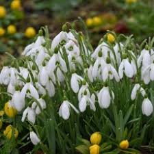 Attēlu rezultāti vaicājumam “Galanthus nivalis”
