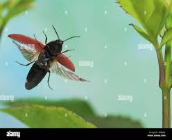 Attēlu rezultāti vaicājumam “Ampedus sp.”