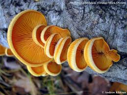 Attēlu rezultāti vaicājumam “Phyllotopsis nidulans”