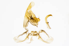 Attēlu rezultāti vaicājumam “Dichelia histrionana”