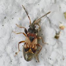 Attēlu rezultāti vaicājumam “Scolopostethus thomsoni”