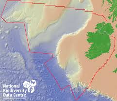 Attēlu rezultāti vaicājumam “Pemphigus borealis”