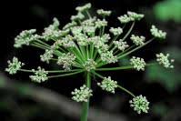 Attēlu rezultāti vaicājumam “Laserpitium latifolium leaf”