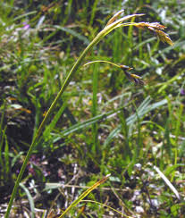Attēlu rezultāti vaicājumam “Carex capillaris”