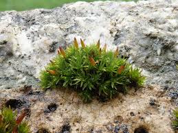 Attēlu rezultāti vaicājumam “Orthotrichum speciosum”