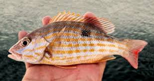 Image result for Lutjanus synagris