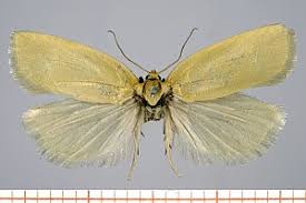 Attēlu rezultāti vaicājumam “Aphelia paleana”