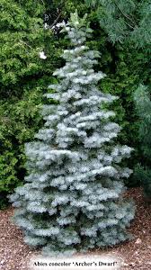 Attēlu rezultāti vaicājumam “Abies concolor”