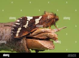 Attēlu rezultāti vaicājumam “Phymatopus hecta”