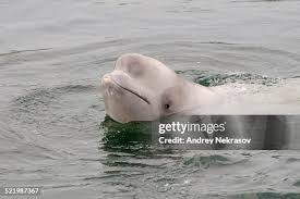 Image result for Delphinapterus leucas