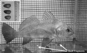 Image result for Pogonias cromis