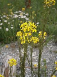 Attēlu rezultāti vaicājumam “Erysimum hieracifolium”