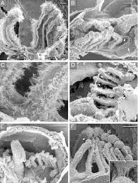 Image result for Placopecten magellanicus