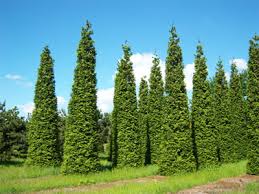 Attēlu rezultāti vaicājumam “Thuja plicata”