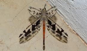 Attēlu rezultāti vaicājumam “Myrmeleontidae”