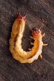 Attēlu rezultāti vaicājumam “Cucujus cinnaberinus larva”