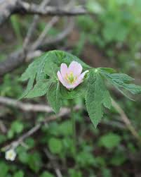 Attēlu rezultāti vaicājumam “Podophyllum hexandrum flower”