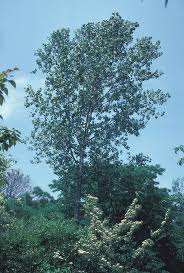 Attēlu rezultāti vaicājumam “Populus x jackii flower”