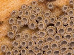 Attēlu rezultāti vaicājumam “Merismodes anomala”